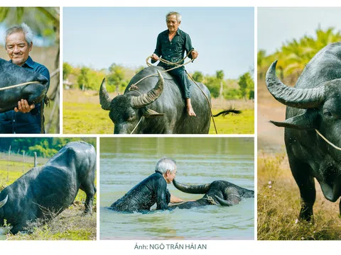 Gặp "vua" trâu kể chuyện trâu "vua"