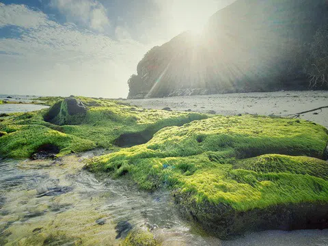 Mê mẩn vẻ đẹp kỳ ảo của cánh đồng rêu ở Lý Sơn