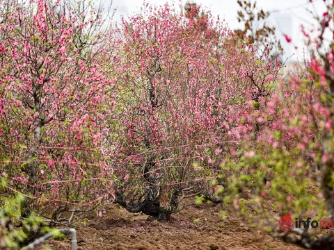 Làng đào Nhật Tân hối hả vào vụ mới sau Tết