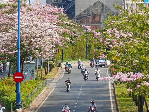 Đẹp nao lòng với hoa kèn hồng khoe sắc rực rỡ trên đường phố Sài Gòn