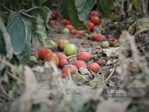 Hạ giá 1.000 đồng/kg rau củ, nông sản Mê Linh vẫn “nằm im” chờ héo