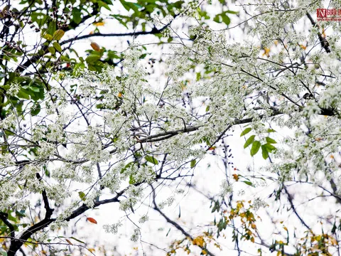 Ngắm hoa sưa trắng cả góc phố Hà Nội