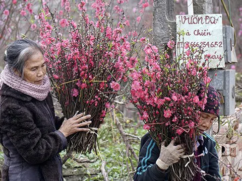 Đào dăm xuân muộn: Thú chơi ngày Rằm tháng giêng của người Hà Nội