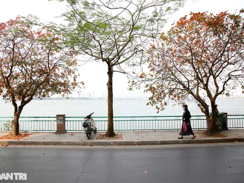 HÀ NỘI NHUỘM VÀNG RỰC RỠ MÙA CÂY THAY LÁ