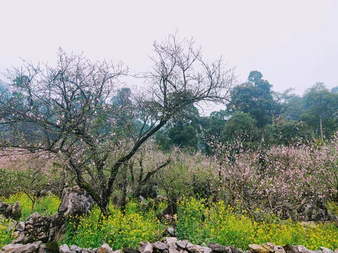 Lóng Luông thắm sắc hoa đào