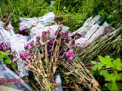 Nông dân ngậm ngùi cắt bỏ hoa do dịch Covid-19