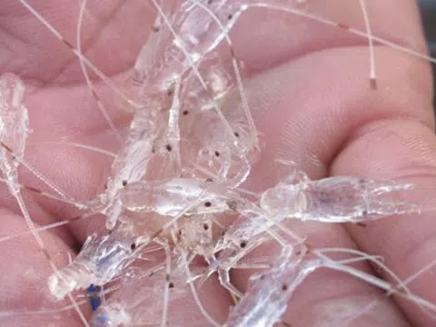 Săn tôm hùm giống trong suốt với giá hàng trăm nghìn/con