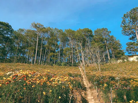 Cảnh sắc thần tiên ở cánh đồng hoa bất tử tại Đà Lạt