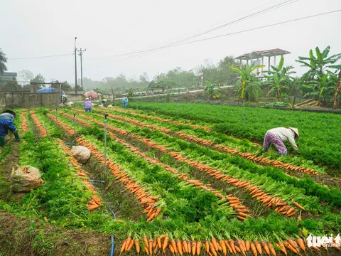 Dân Cẩm Giàng phấn khởi vì cà rốt 'được mùa, giá tốt' bất chấp dịch COVID-19