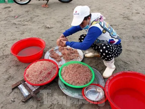 Ngư dân Đà Nẵng nhộn nhịp vào mùa "xúc" lộc biển