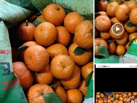 Ế ẩm, hàng nghìn tấn cam Hà Giang chín rụng đỏ vườn không có người mua