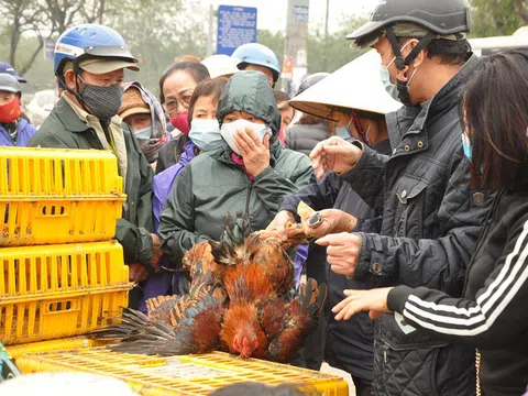 Gà đồi Chí Linh giá chỉ 55.000 đồng/kg, hàng trăm người Hà Nội xếp hàng mua giải cứu