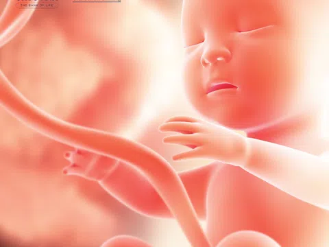 Mẹ bầu mạnh tay chi ngàn đô đầu tư cho “Nghé vàng” và đây là lý do