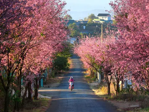 Đà Lạt: Rực rỡ sắc xuân với hoa Mai Anh Đào