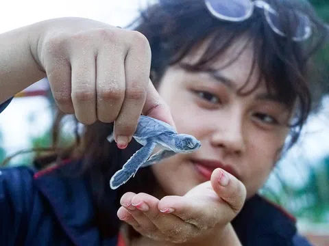 Biệt đội cứu hộ rùa biển nghiệp dư