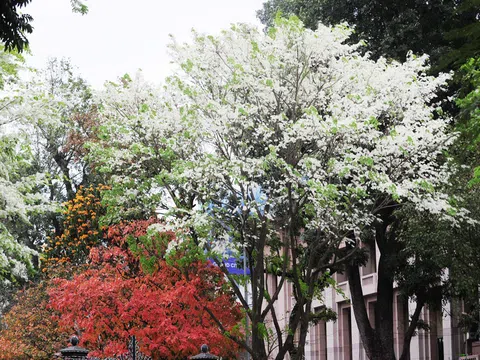 Tháng ba bất chợt một ngàу, trắng tinh hoa sưa về đâу