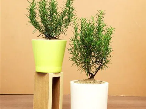 Những loại cây đuổi muỗi hiệu quả vừa làm cây cảnh trang trí trong nhà