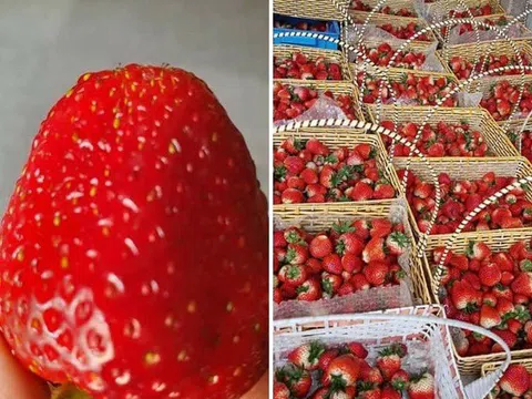 Dâu tây Mộc Châu rao bán rầm rộ với giá rẻ chưa từng có, nhà vườn nói gì?