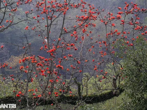 Hoa gạo nở đẹp sâu lắng vùng ngoại thành Hà Nội