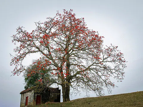 Cây gạo song sinh cổ thụ 'độc nhất vô nhị' ở Bắc Giang