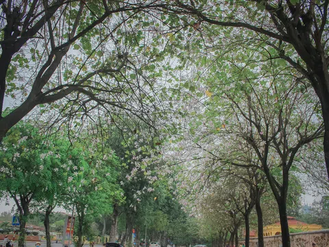 Ngỡ ngàng cùng vẻ đẹp của hoa ban giữa lòng Hà Nội