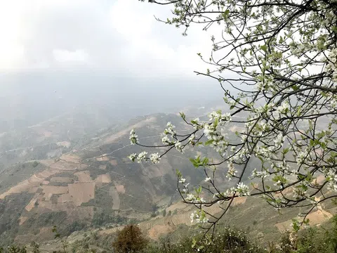 Lên Tà Xùa ngắm rừng hoa táo mèo giữa lưng chừng trời