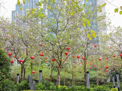 Ấn tượng sắc xuân tại Ciputra Hà Nội