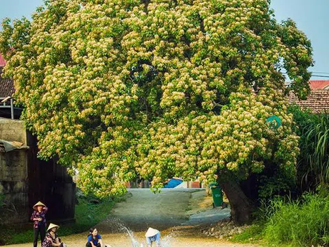 Mùa hoa Bún nở rộ mộc mạc bên dòng Kiến Giang