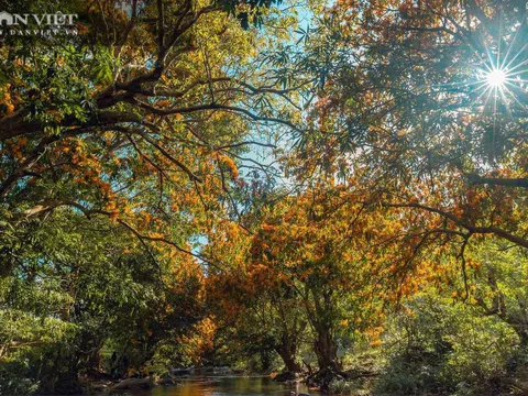 Hoa trang rừng cổ thụ bung nở, suối Tà Má đẹp như chốn thần tiên