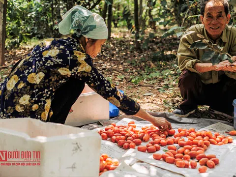 Cả nhà trông vào vườn nhót nhưng mất giá