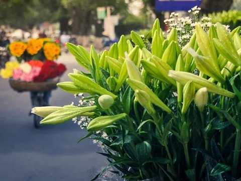 Tháng tư, tinh khôi mùa hoa loa kèn