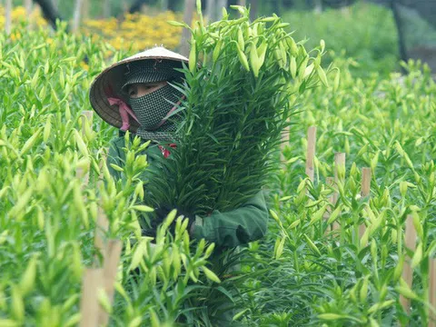 Tất bật thu tiền nhờ "cơn sốt" hoa loa kèn nở sớm đổ bộ Hà thành