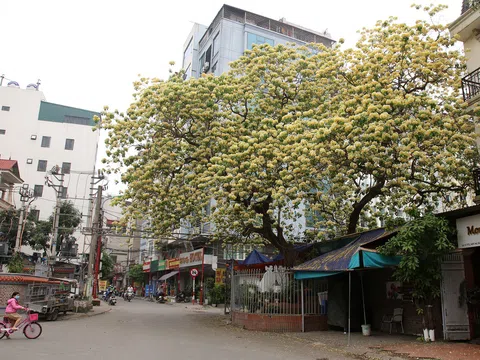 Cây hoa Bún 300 tuổi ở Hà Nội thu hút người dân đổ về  thưởng lãm