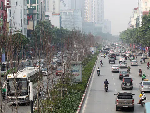 Phong lá đỏ trồng 3 năm không đỏ lá, Hà Nội thay thế toàn bộ bằng loại cây mới