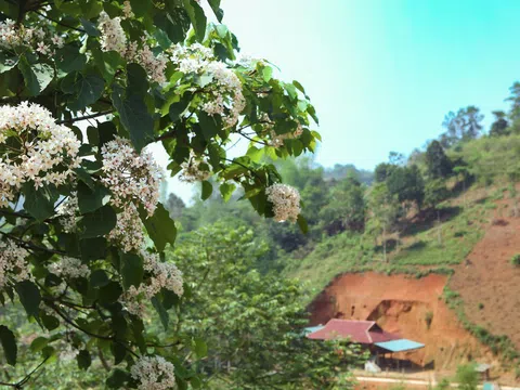 Ngắm rừng hoa Trẩu trắng muốt nơi cực Tây Tổ quốc