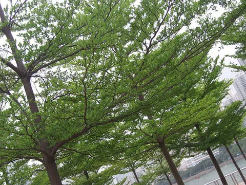 Hà Nội thay phong lá đỏ bằng bàng lá nhỏ: Chuyên gia đề xuất loại cây khác