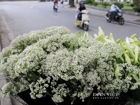Người Hà Nội "phát sốt" với loài hoa bông nhỏ như hạt gạo, nhìn góc nào cũng lạ và đẹp