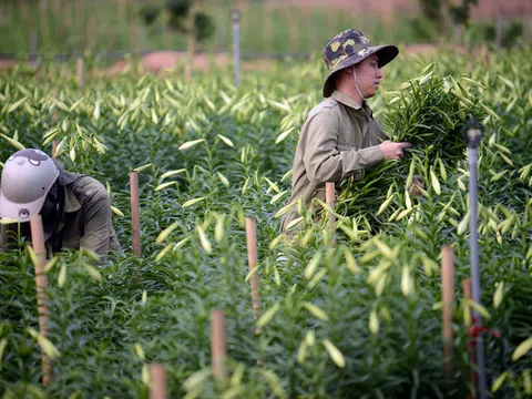 Tháng tư loa kèn nở rộ, người dân Tây Tựu tất bật 'vào mùa'