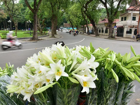 Hà Nội những ngày tháng 4, đi đâu cũng thấy bóng dáng loài hoa mỏng manh, tinh khôi và trong veo