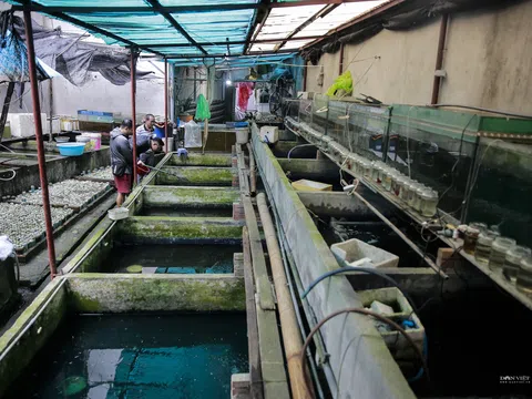 Lão nông thành triệu phú nhờ tận dụng hàng nghìn vỏ chai, phế liệu để nuôi cá