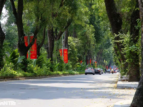 Những hàng cây xanh được quy hoạch hơn 100 năm trước ở Hà Nội giờ ra sao?