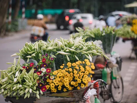 'Hoa của tháng Tư' khoe sắc trên phố phường Hà Nội