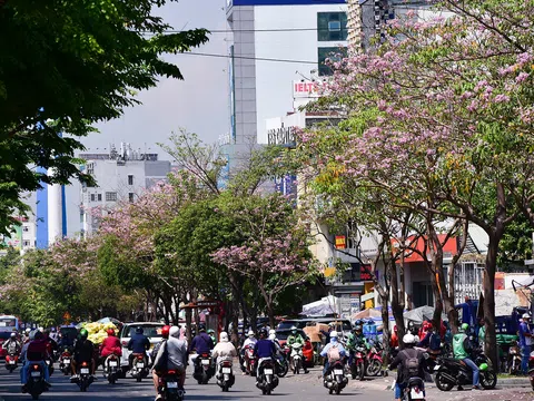 Hoa kèn hồng nở rộ giữa Sài Gòn, đẹp "đốn tim" người đi đường