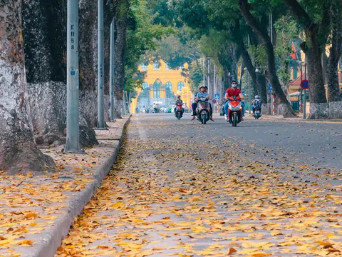 Hà Nội đẹp mơ màng trong mùa lá sấu bay
