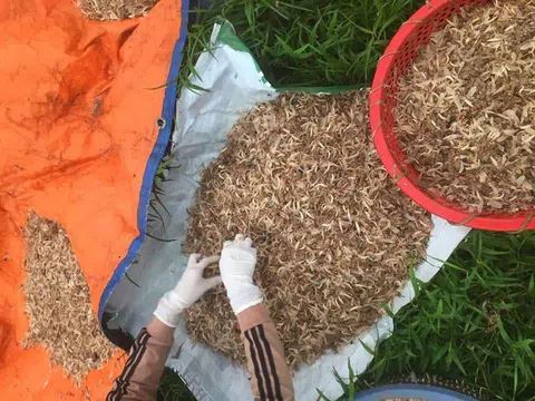 Vớt loại côn trùng sống vật vờ ngoài sông Hồng, ngư dân kiếm cả triệu đồng mỗi đêm