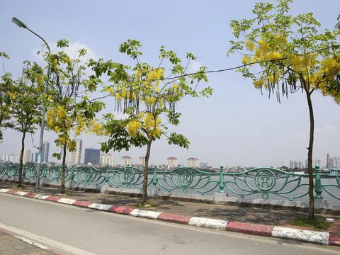 Muồng hoàng yến nở vàng rực khắp đường phố Hà Nội