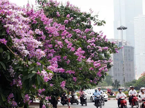 Ngắm bằng lăng khoe sắc tím khắp phố phường Hà Nội