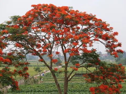 Phố phường Hà Nội rực rỡ trong sắc hoa phượng đỏ tháng 5