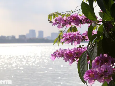 Hoa bằng lăng phủ tím nhiều con đường ở Hà Nội