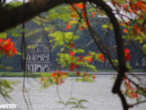 Mùa hoa phượng vĩ bắt đầu nở đẹp khắp phố phường Hà Nội